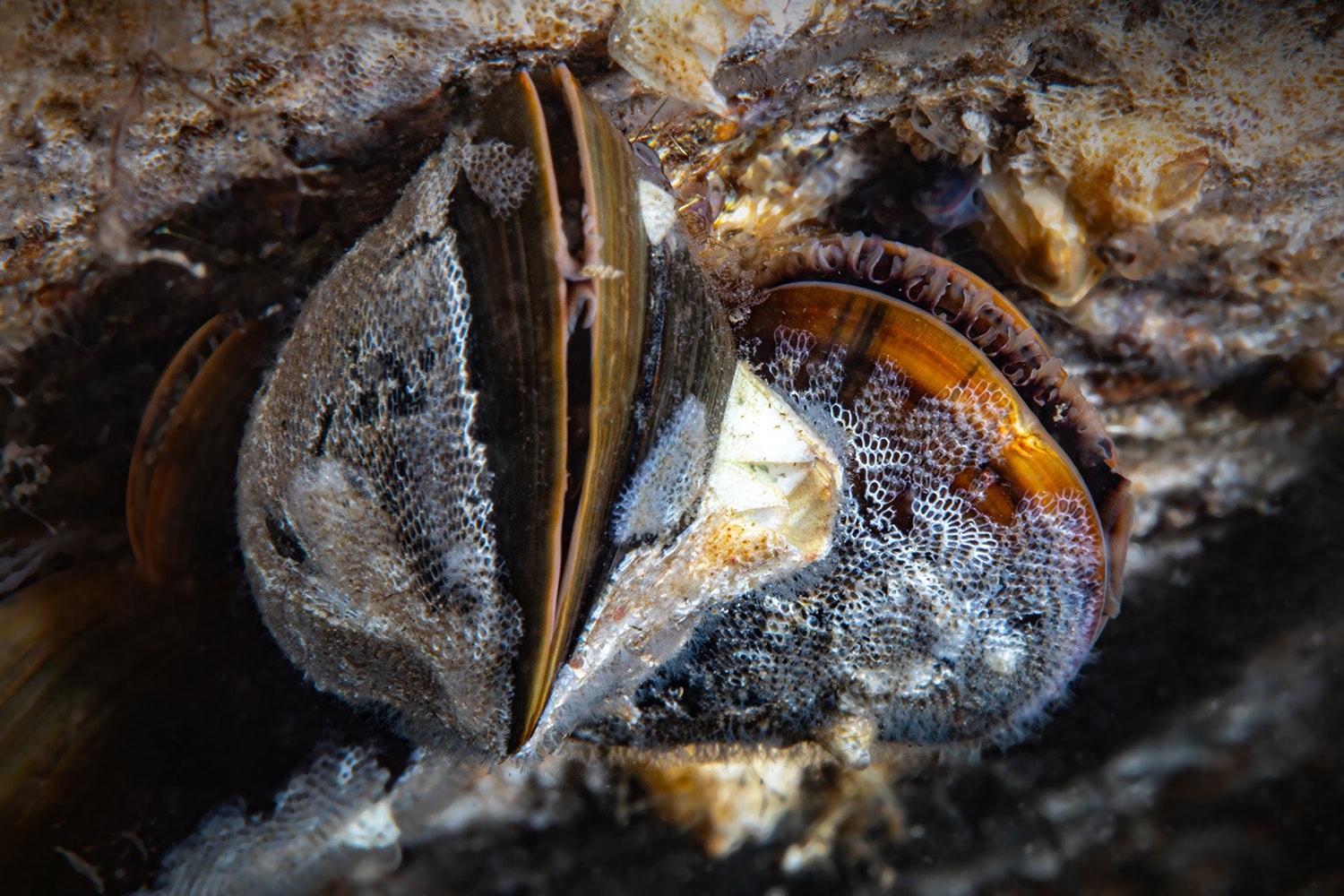 Muslinger og fisk har hurtigt taget de nye stenrev i brug.
